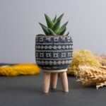 Haworthia Zebra Sukulent - Görsel 2