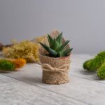 Haworthia Zebra Sukulent