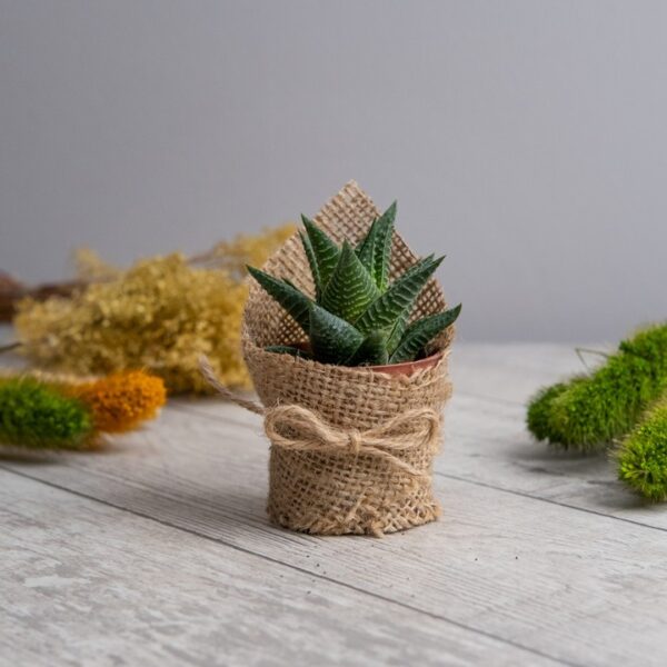 Haworthia Zebra Sukulent