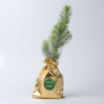 Doğal Yılbaşı Çam Ağacı - 20 cm
