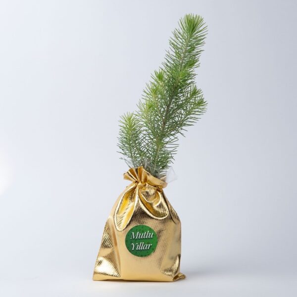 Doğal Yılbaşı Çam Ağacı - 20 cm