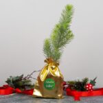 Doğal Yılbaşı Çam Ağacı - 20 cm - Görsel 2
