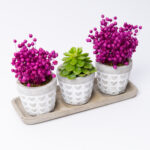 Trio Love Saksıda Sukulent ve Kuru Çiçek - Görsel 2