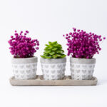 Trio Love Saksıda Sukulent ve Kuru Çiçek