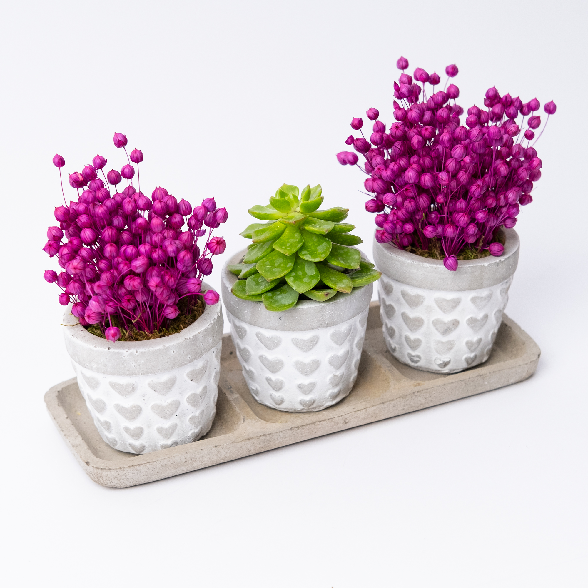 Trio Love Saksıda Sukulent ve Kuru Çiçek Trio Love Saksıda Sukulent ve Kuru Çiçek - Görsel 2