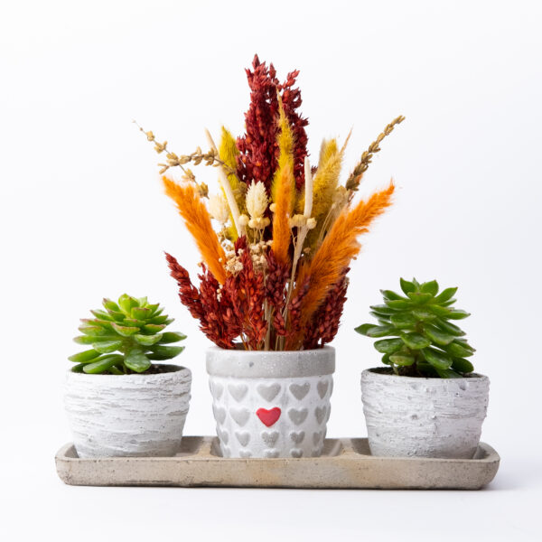 Trio Love Saksıda Tasarım Çiçek ve Sukulentler