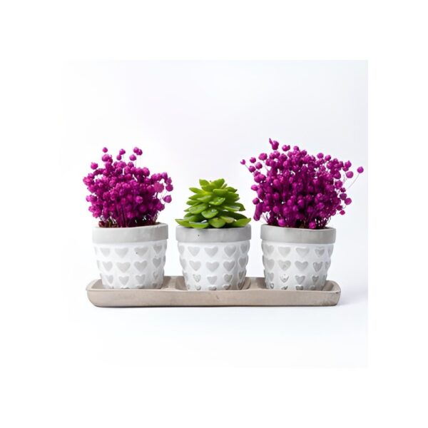 Trio Love Saksıda Sukulent ve Kuru Çiçek